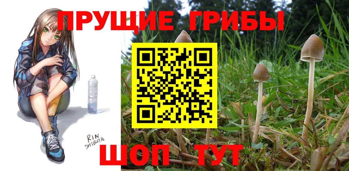 Псилоцибиновые грибы Psilocybine cubensis  Вход с VPN  Галлюциногенные грибы Psilocybine cubensis  Нефтекамск 